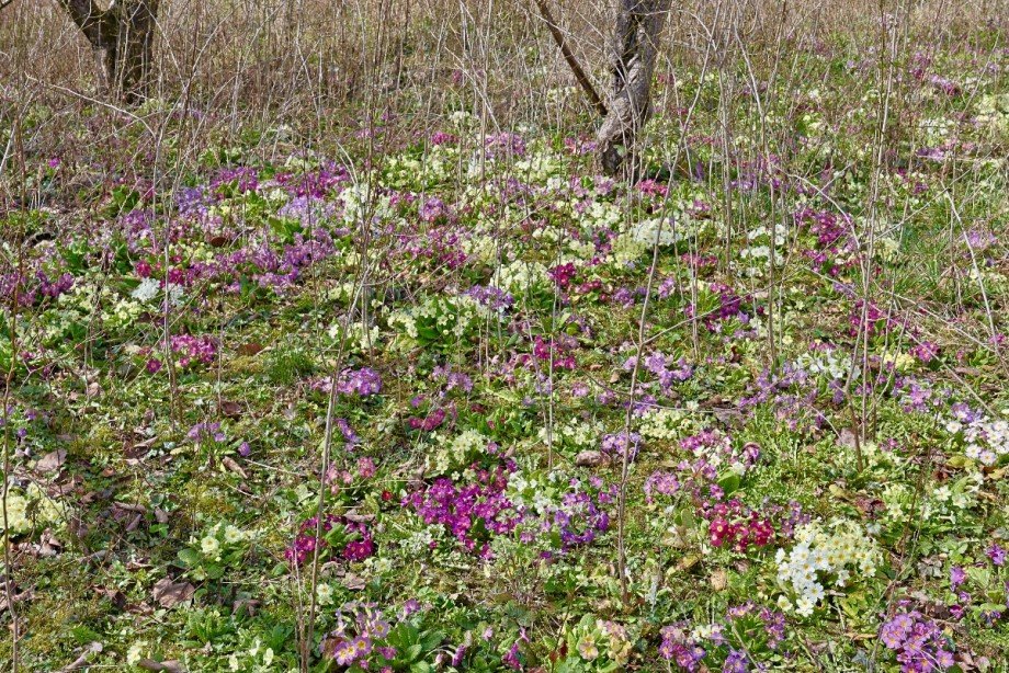 Grundst�ck Wohngrundst�ck Erbach